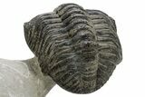 Large, Drotops Trilobite With Good Eyes - Mrakib, Morocco #171550-5